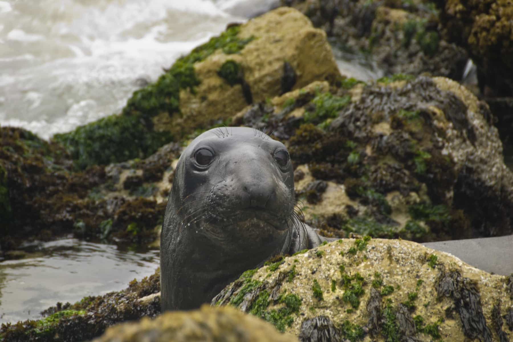 Close up of a seal on San Miguel Island, one of the best hikes in Channel Islands National Park.