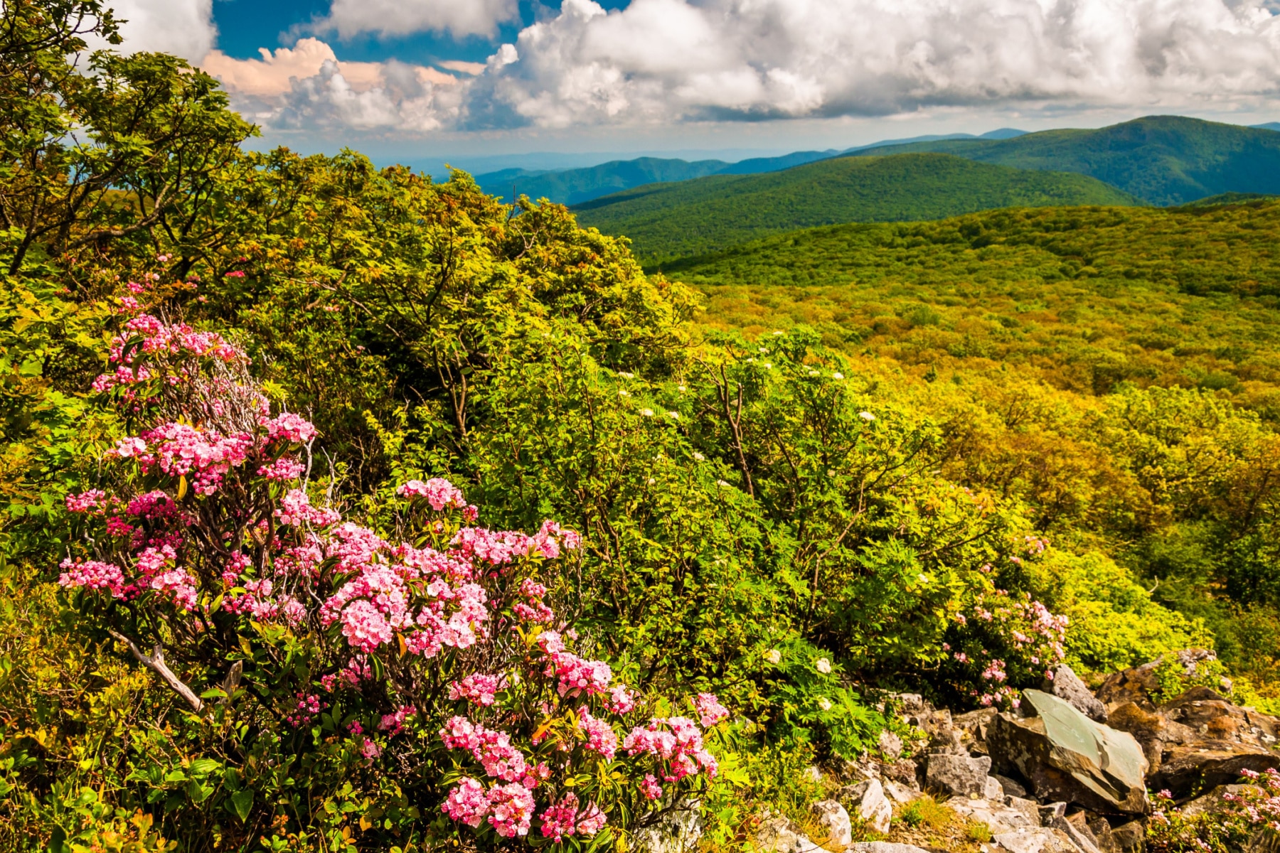 Shenandoah National Park in April, with pink wildflowers growing on the lush landscape.
