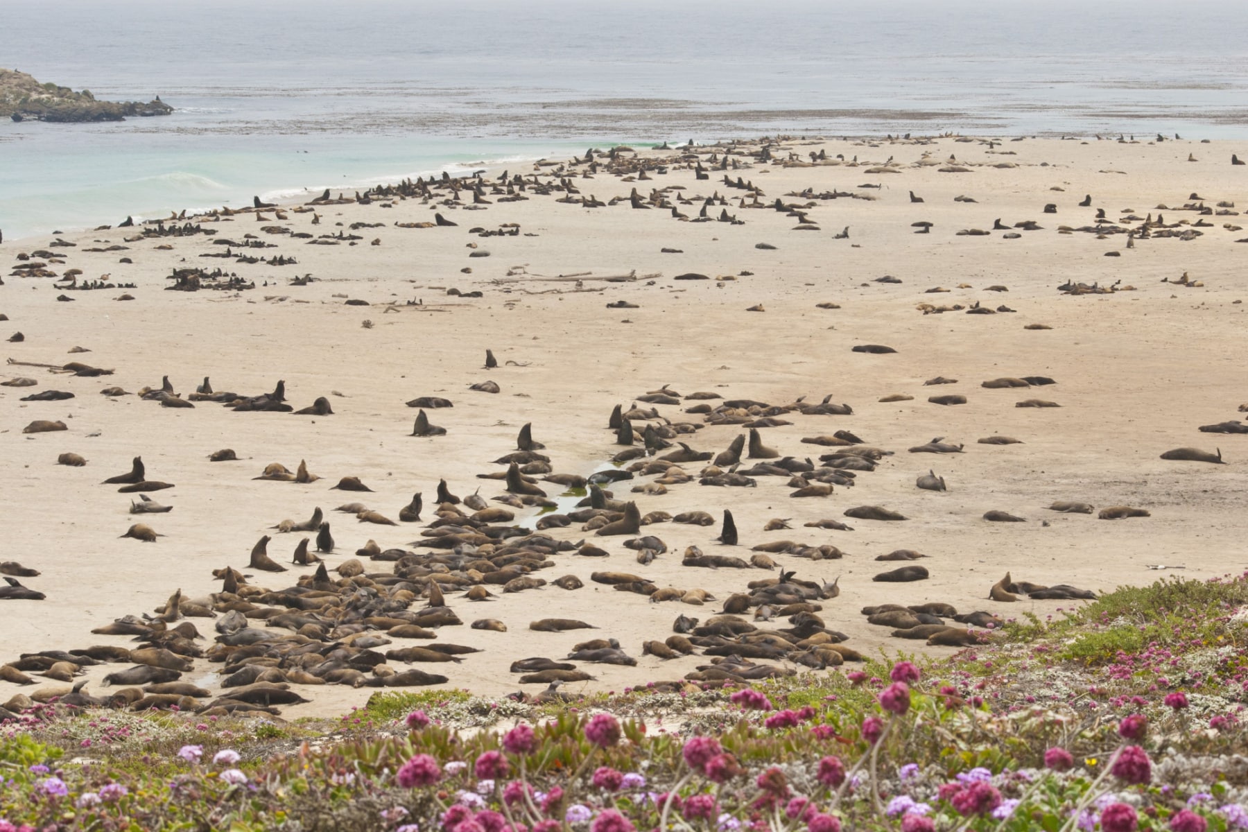 Channel Islands National Park Things to Do include Bennett Point, where thousands of sea lions and seal gather throughout the year. 