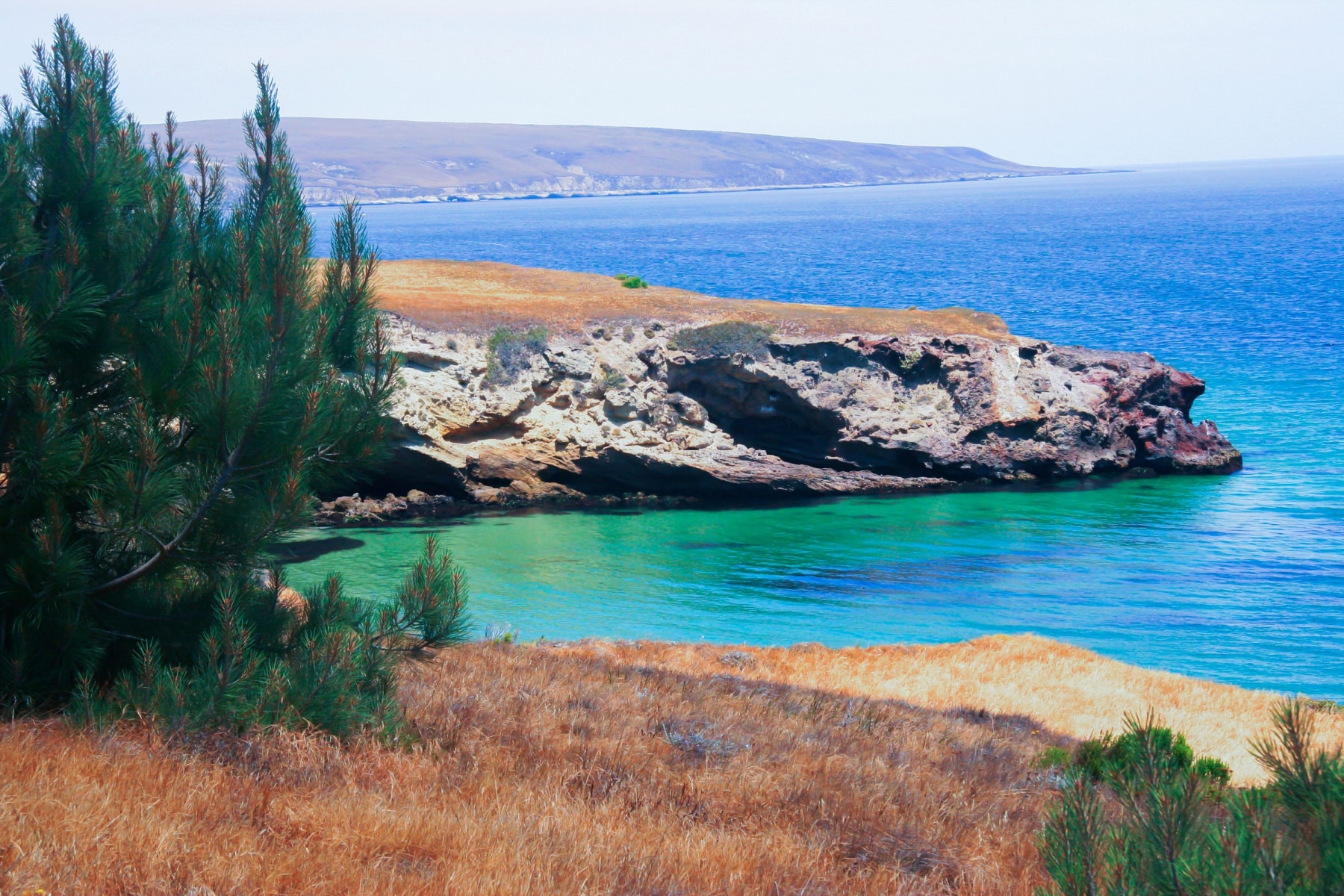 A Torrey Pine Tree above the coastline of Santa Rosa, with turquoise waters and cliffs beyond. 