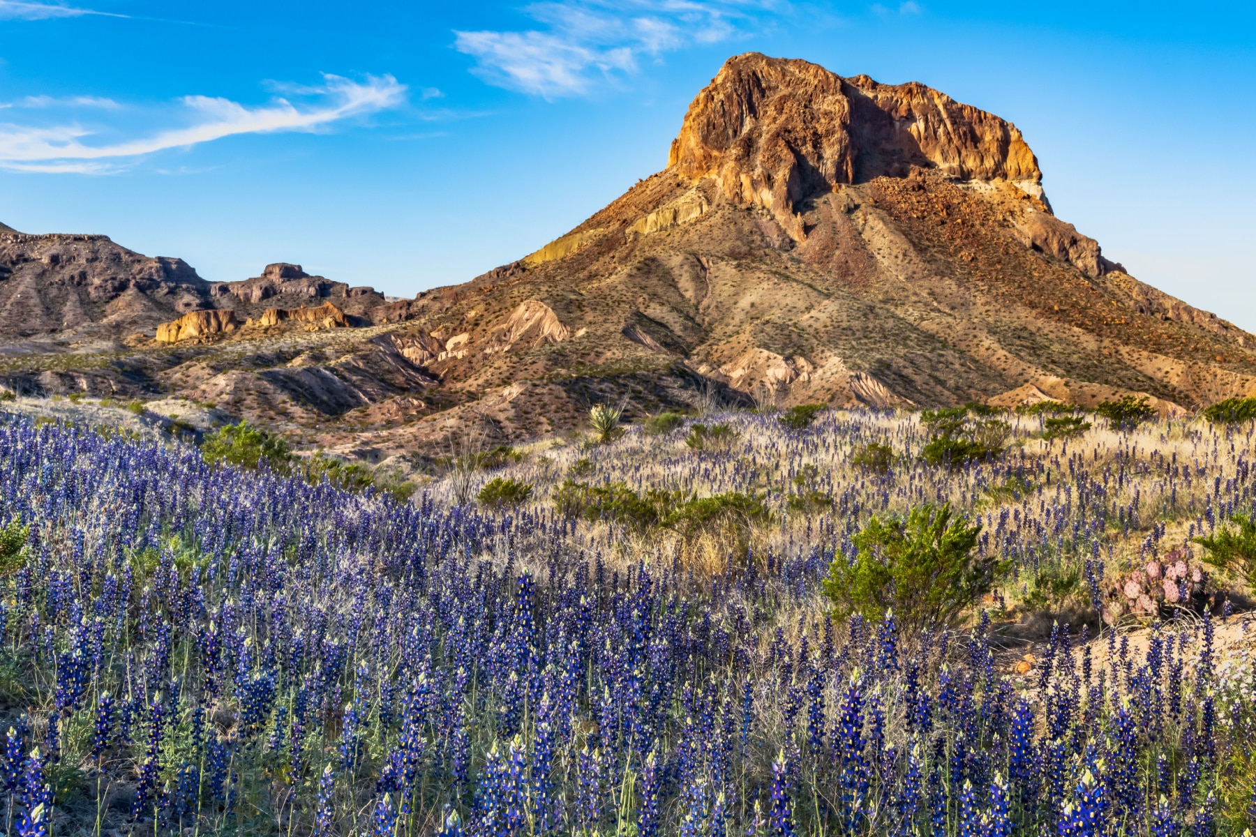 Big Bend National Park, best parks to visit in April, purple wildflowers below Cerro Castellan
