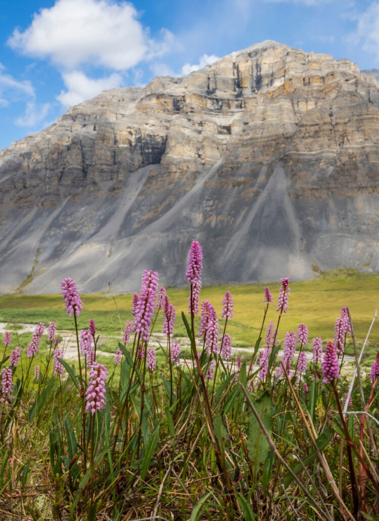 Gates of the Arctic mountains with purple wildflowers in the foreground. The least visited national park in America in 2023.