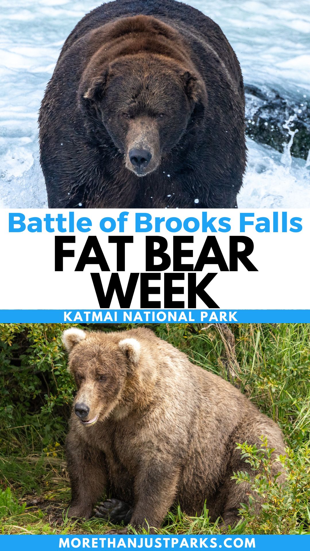 Fat Bear Week Graphic