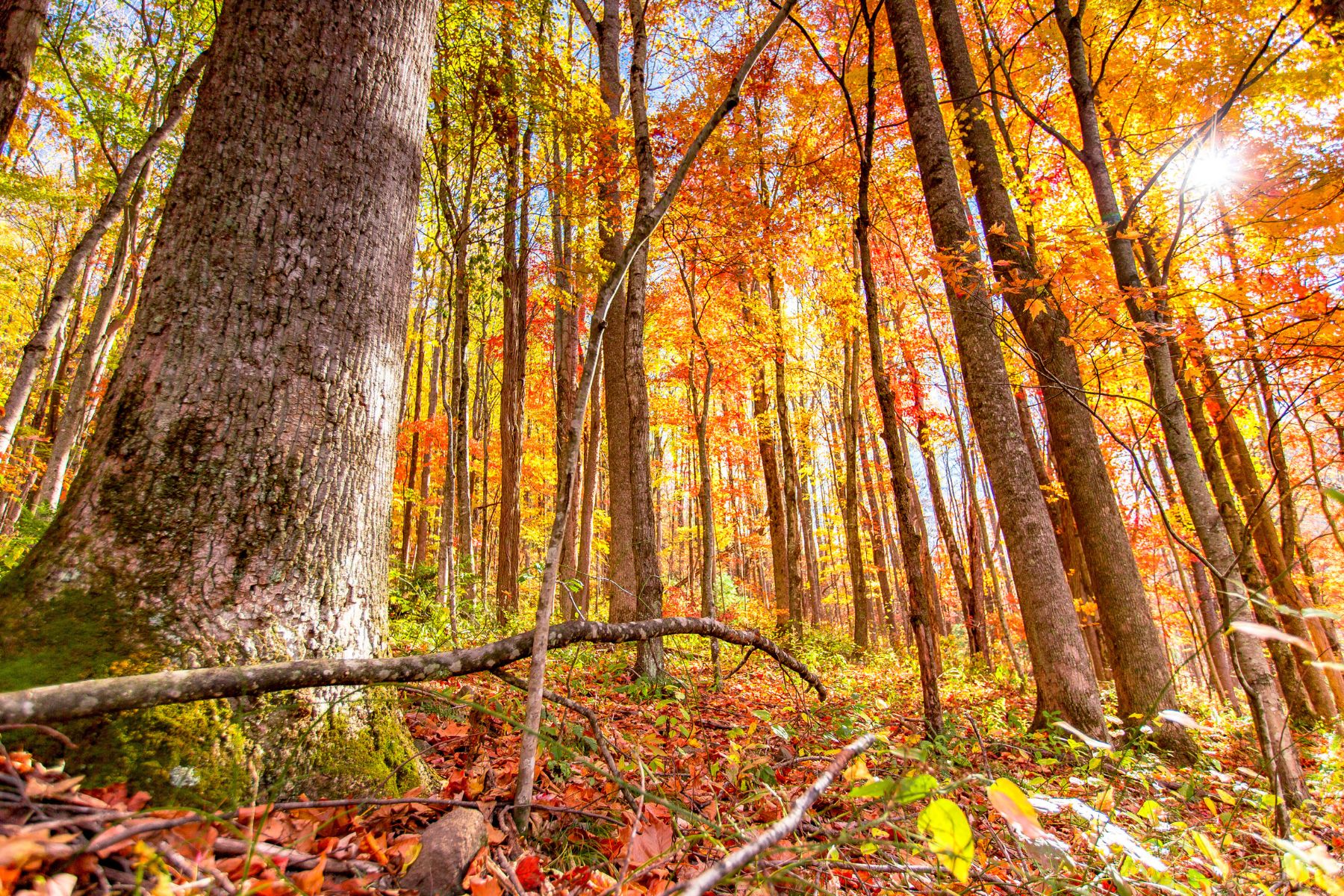 Colorful trees in Great Smoky Mountains National Park during prime leaf peeping season.