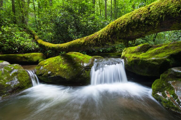 Roaring Fork Motor Nature Trail Stream Crossing