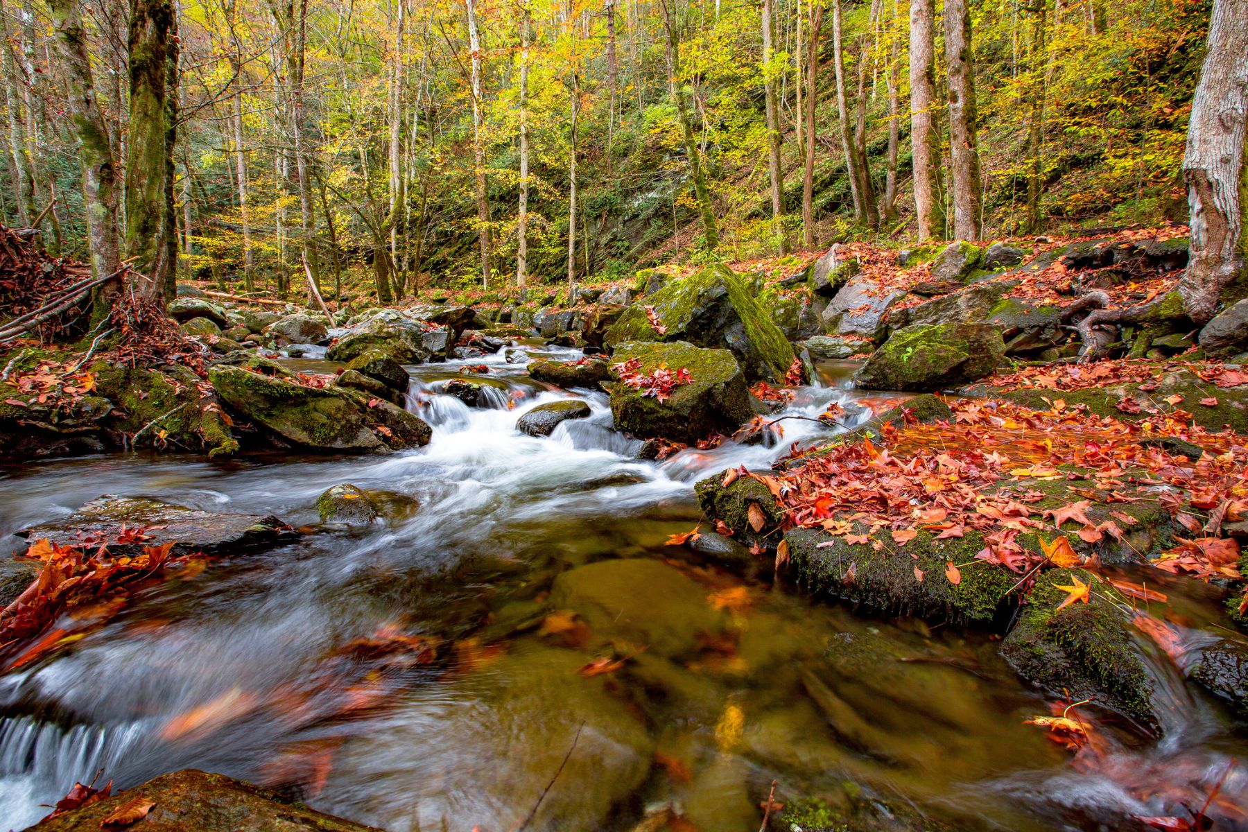 A creek in Great Smoky Mountains National Park. 