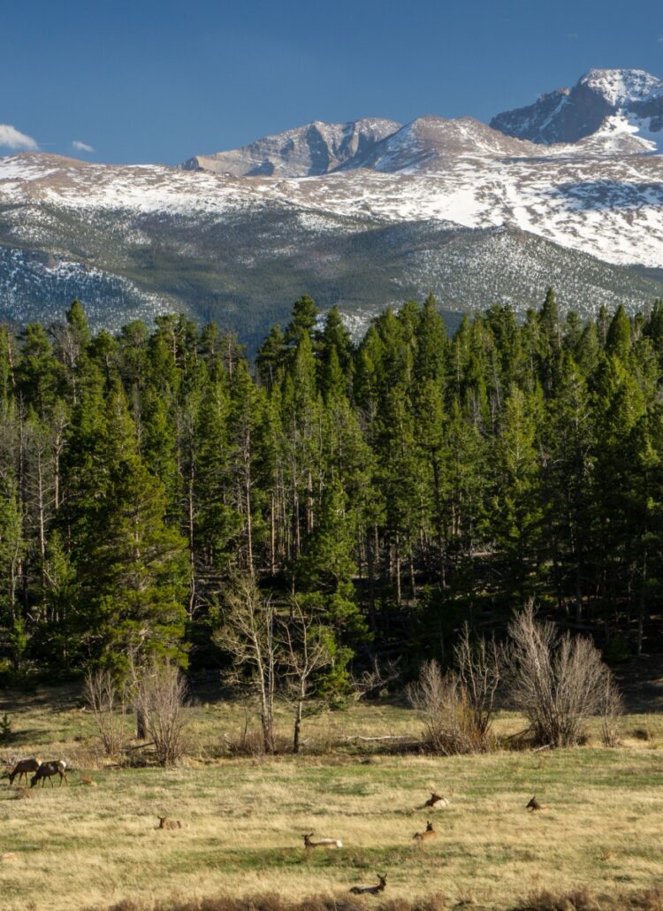 Rocky Mountain Nat’l Park HIDDEN GEM | Upper Beaver Meadows