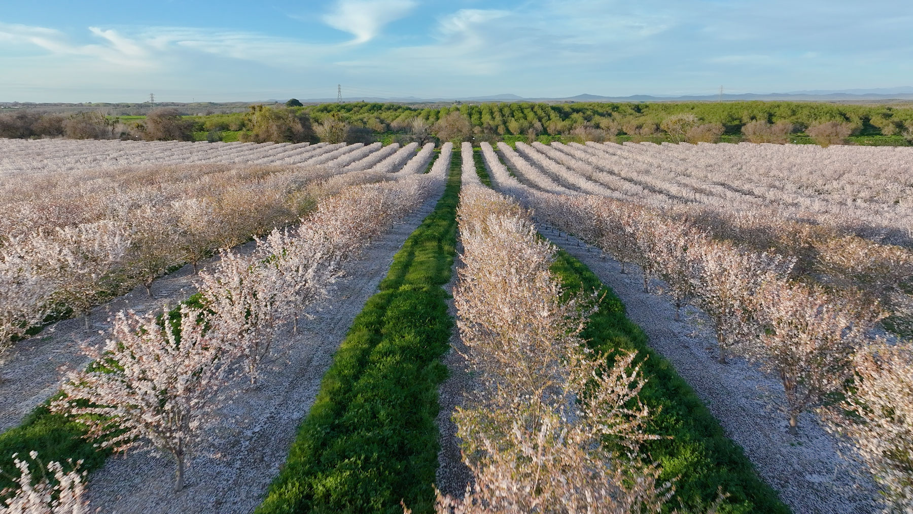 almond blossoms central valley california