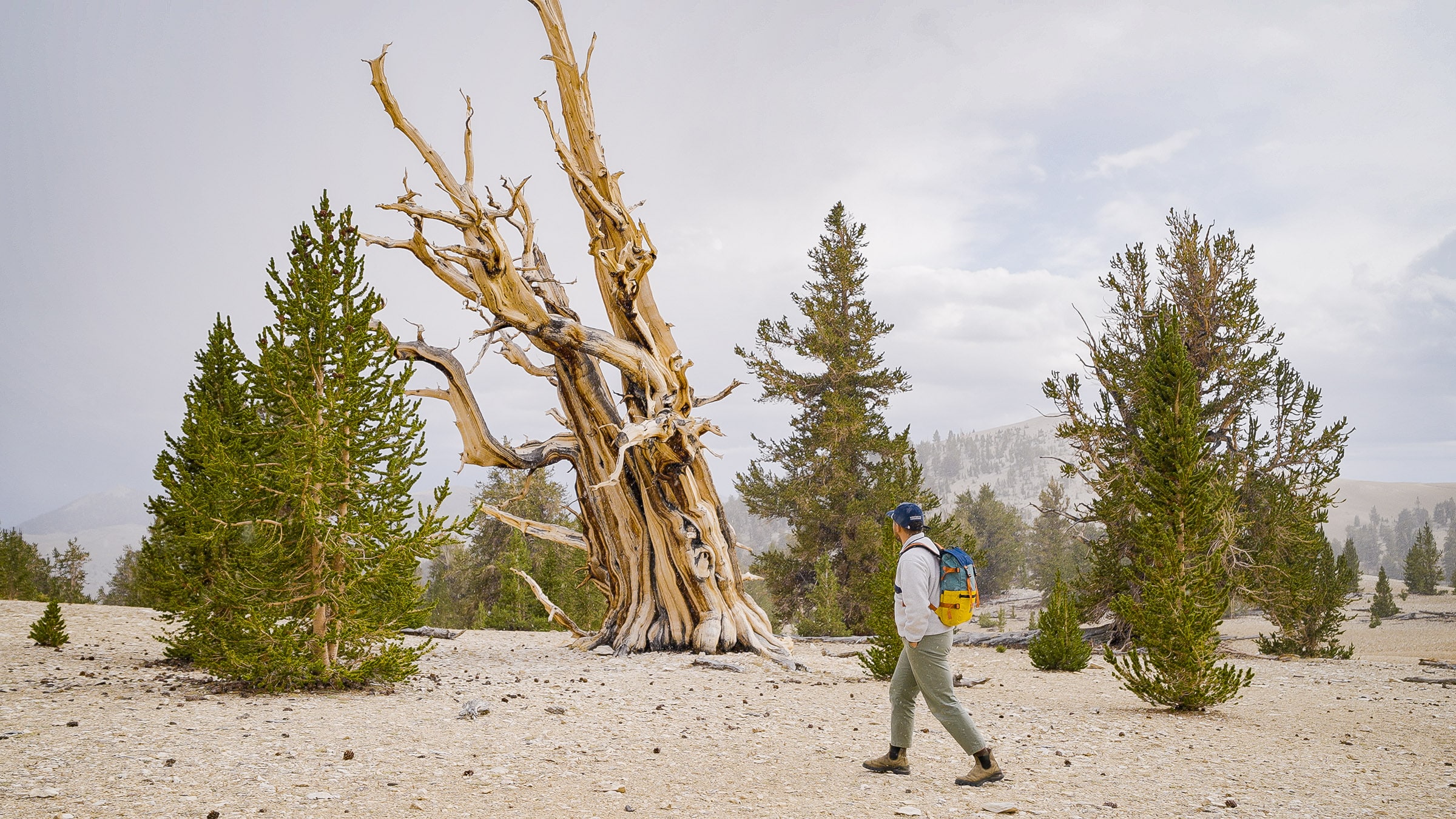 bristlecone forest high sierra california