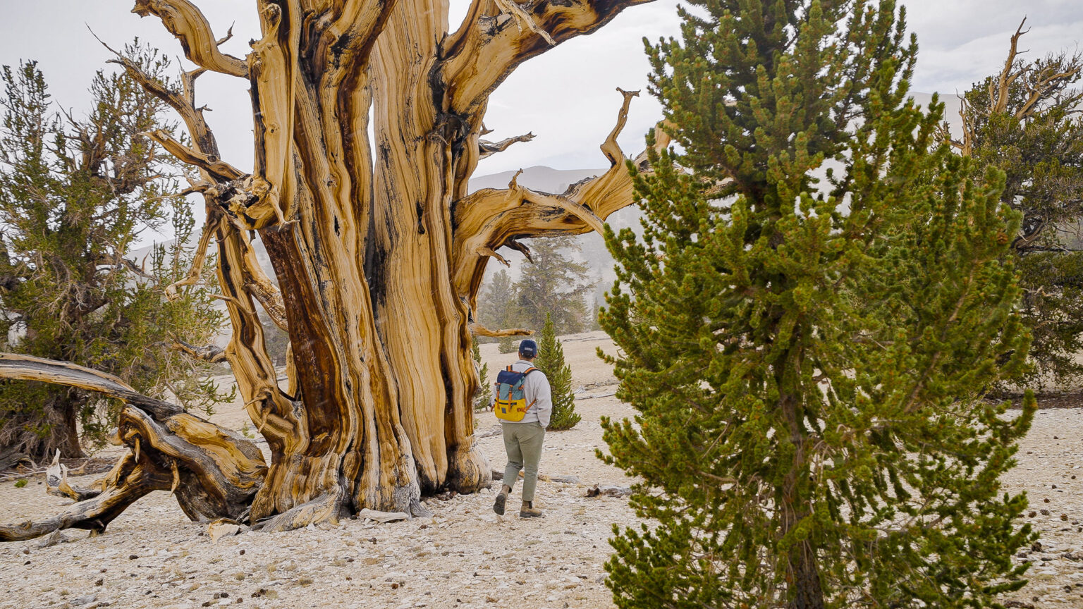 Ancient bristlecone pine forest