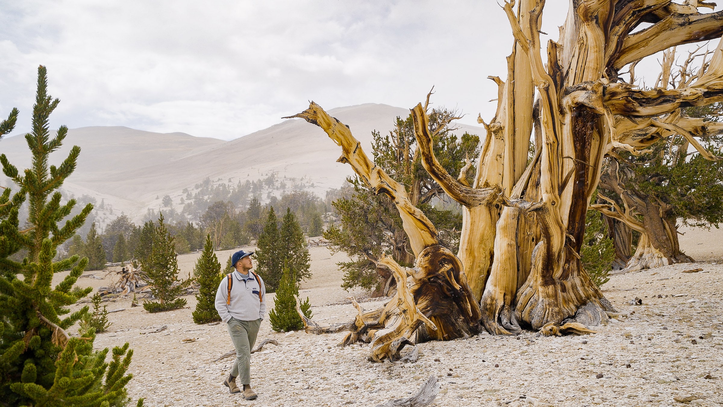 bristlecone forest high sierra california