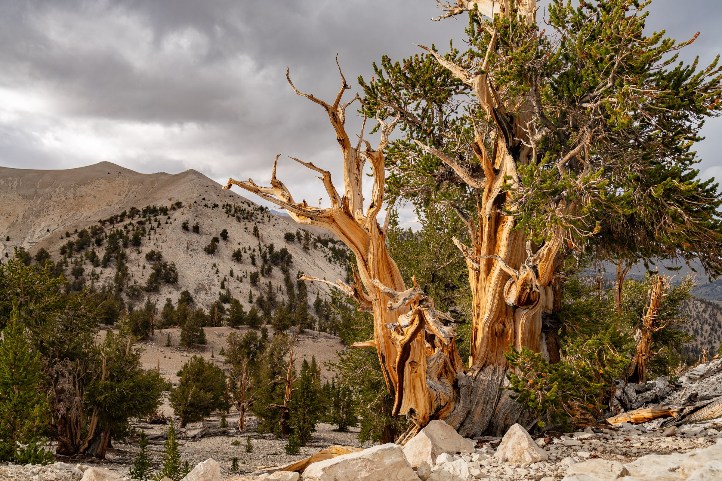 bristlecone forest high sierra california