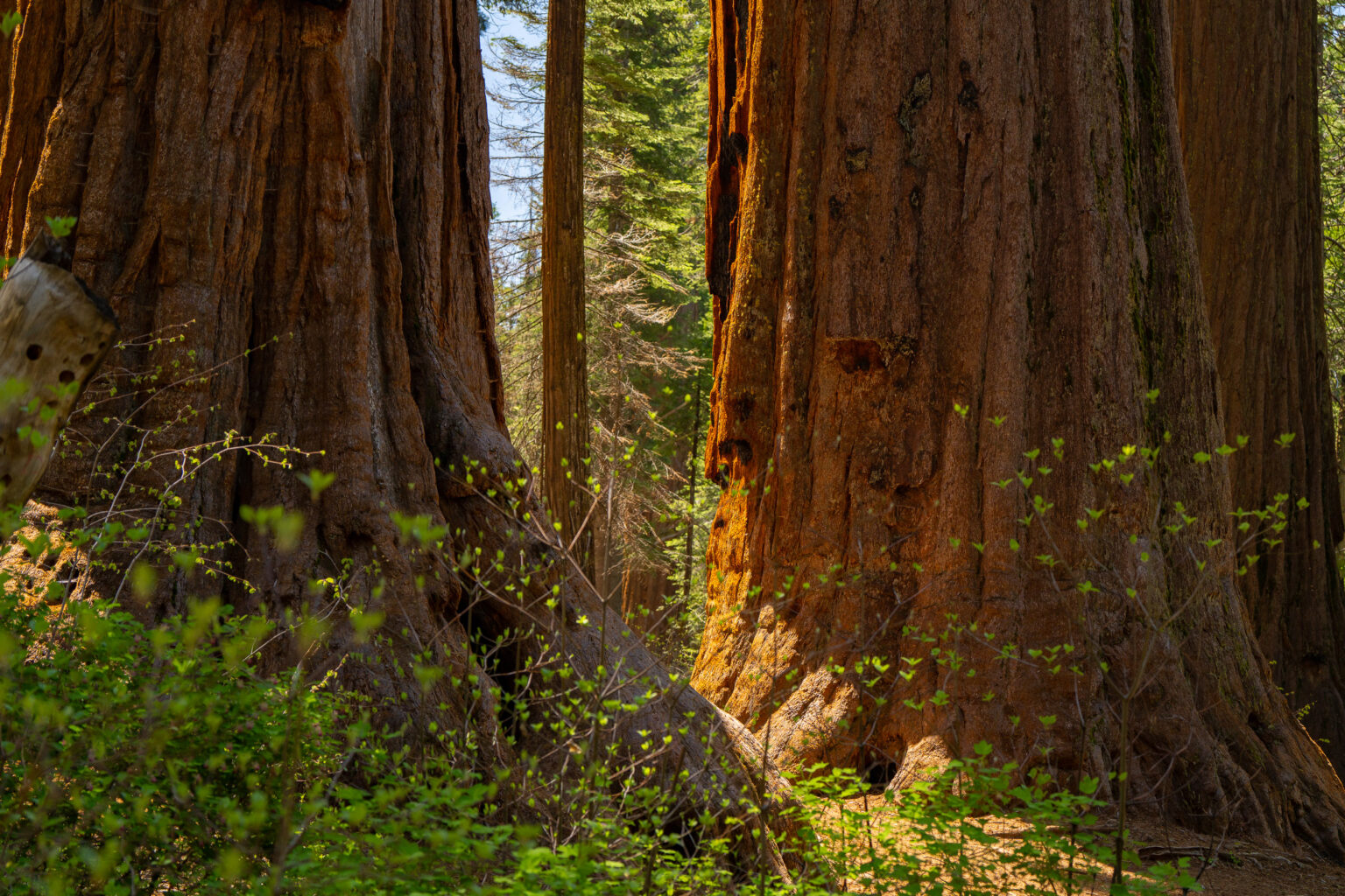 Giant sequoia grove in Calaveras Big Trees