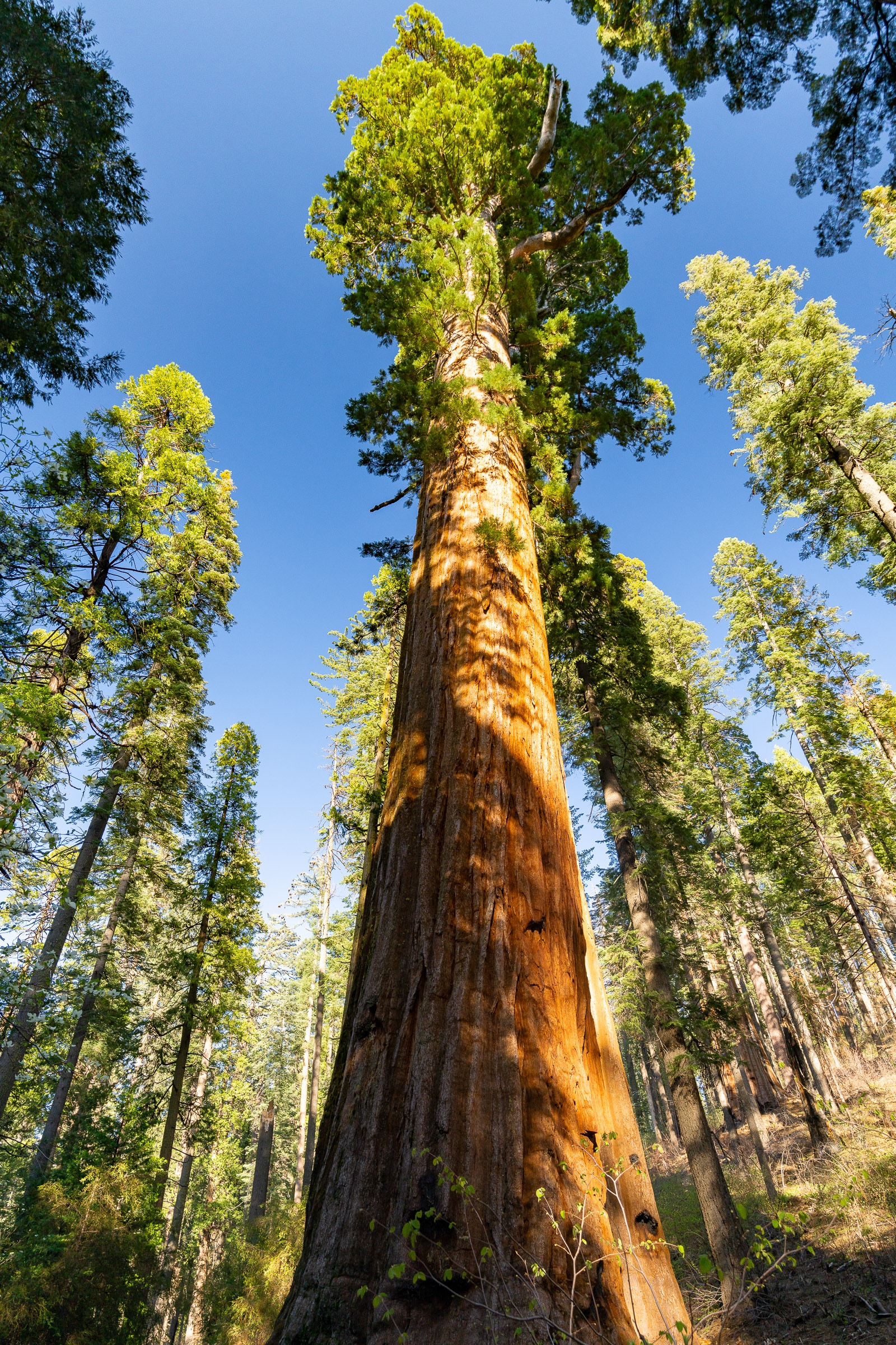 calaveras big trees gold country california