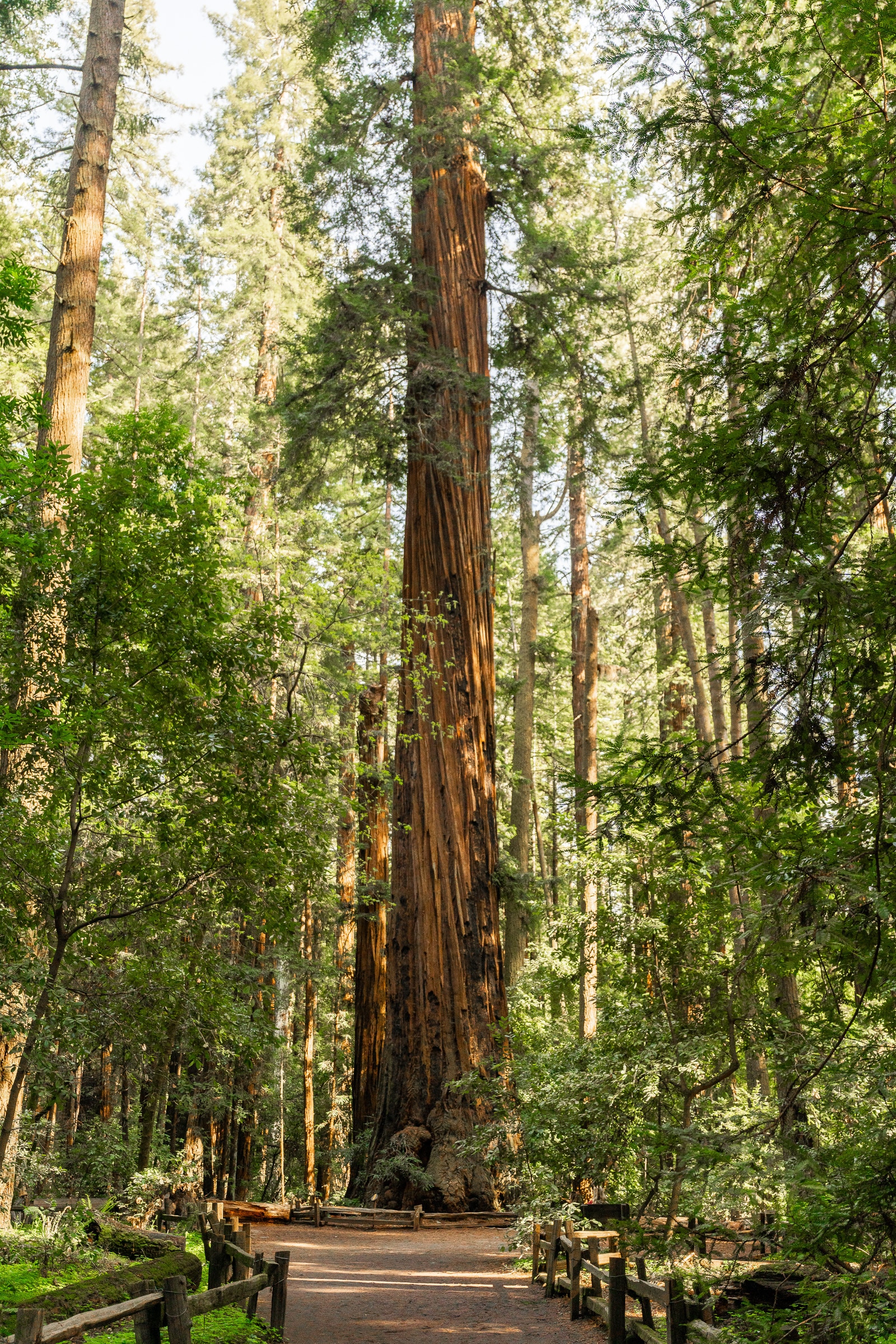 henry cowell redwoods central coast california