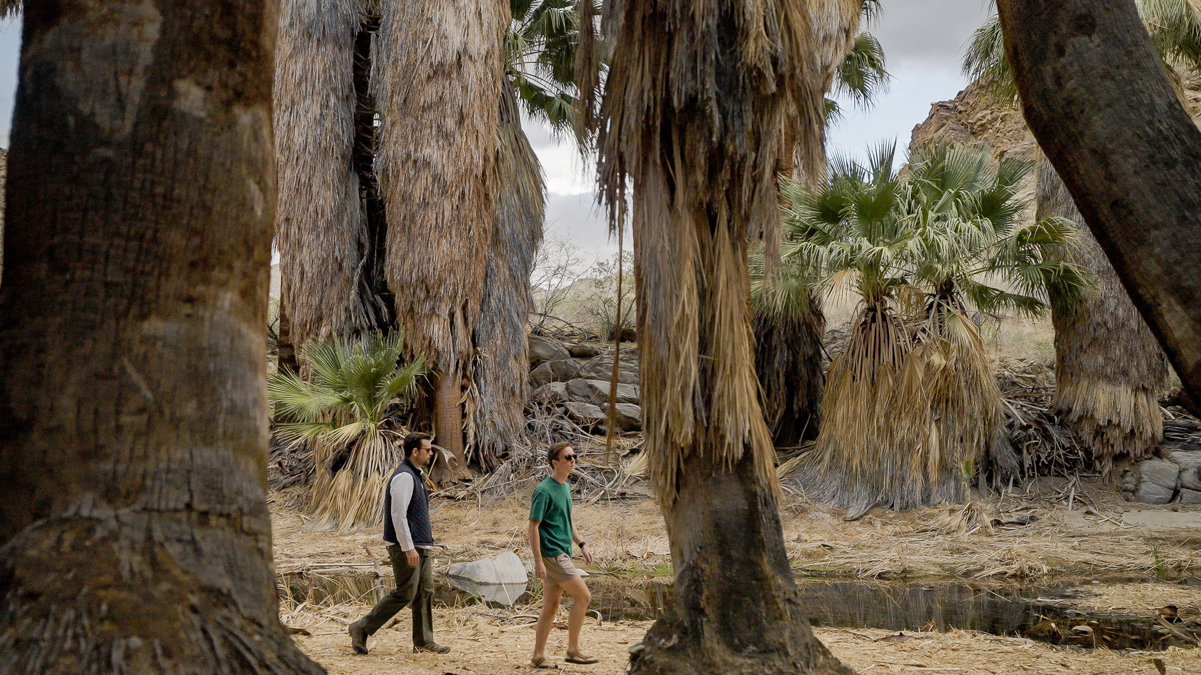 palm canyon inland empire california