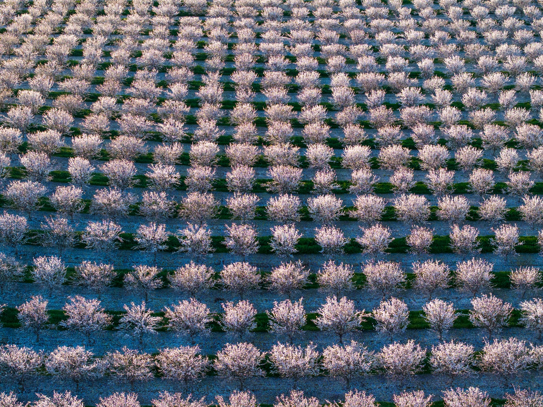 almond blossoms central valley california