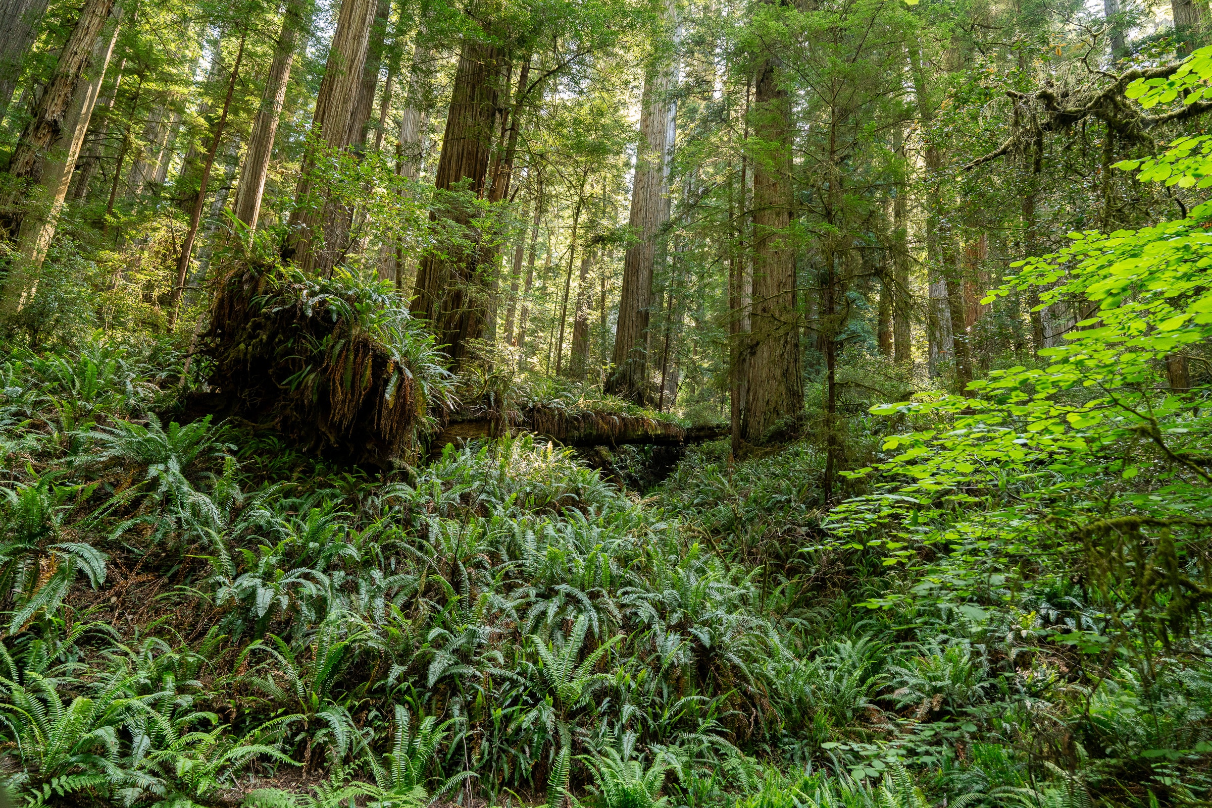 clear lake north coast california