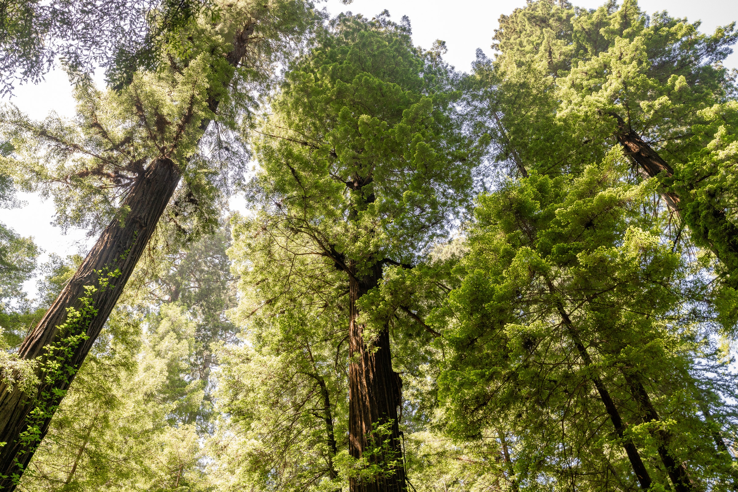 Old-growth forest on the Oregon coast