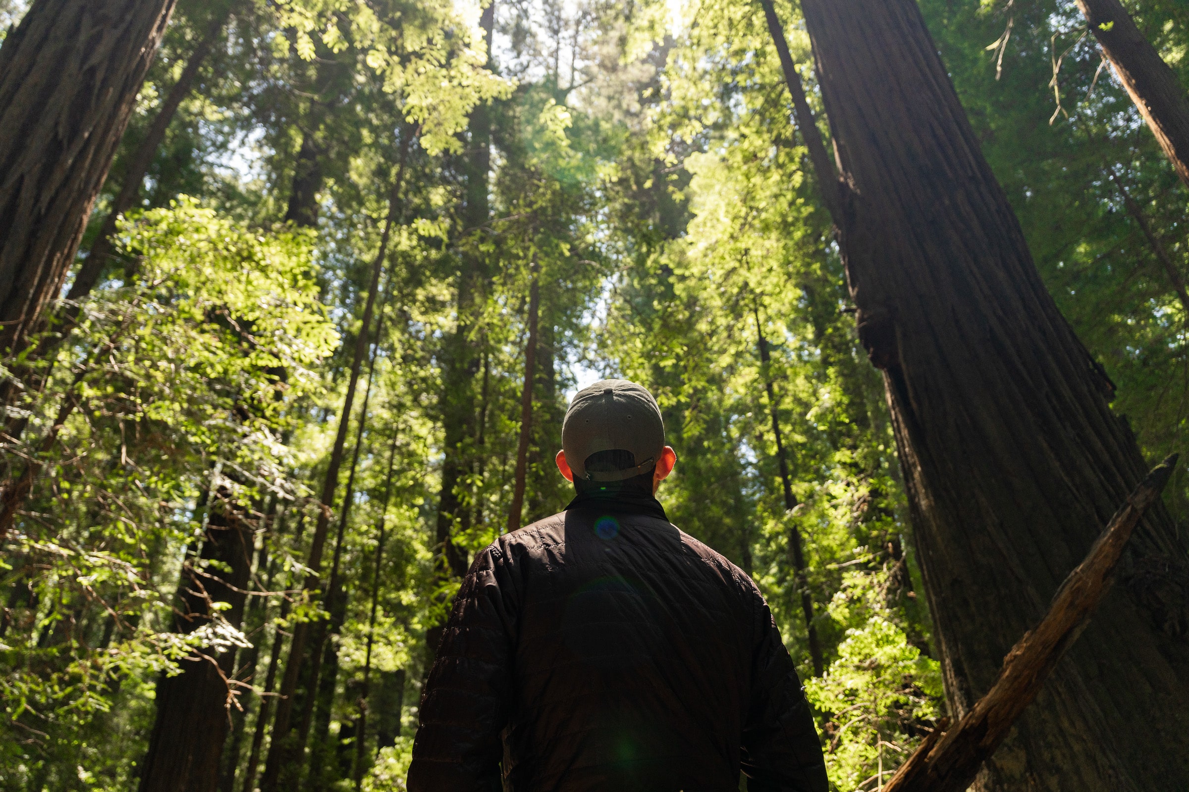 Old-growth forest under threat