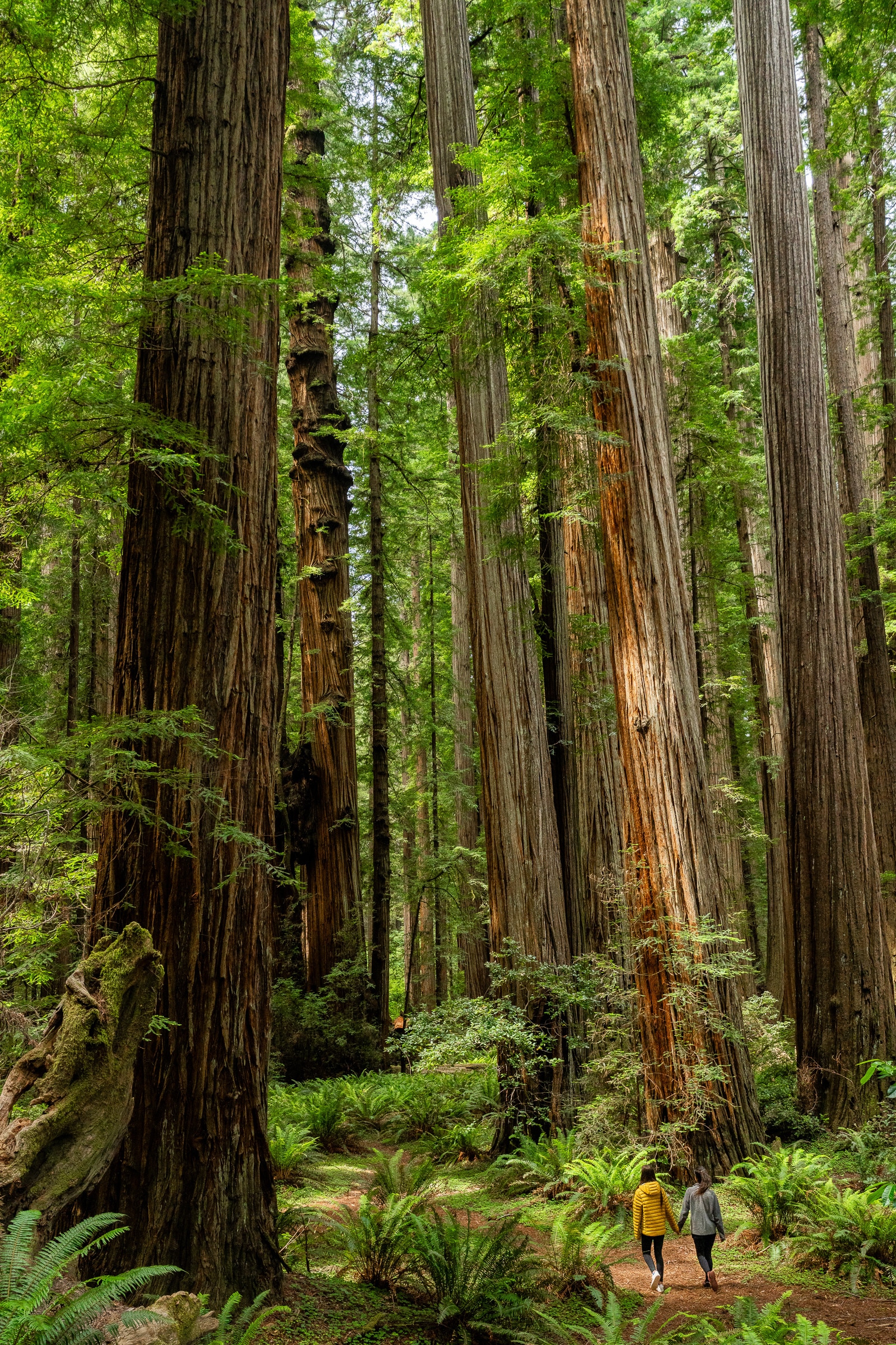 stout grove north coast california