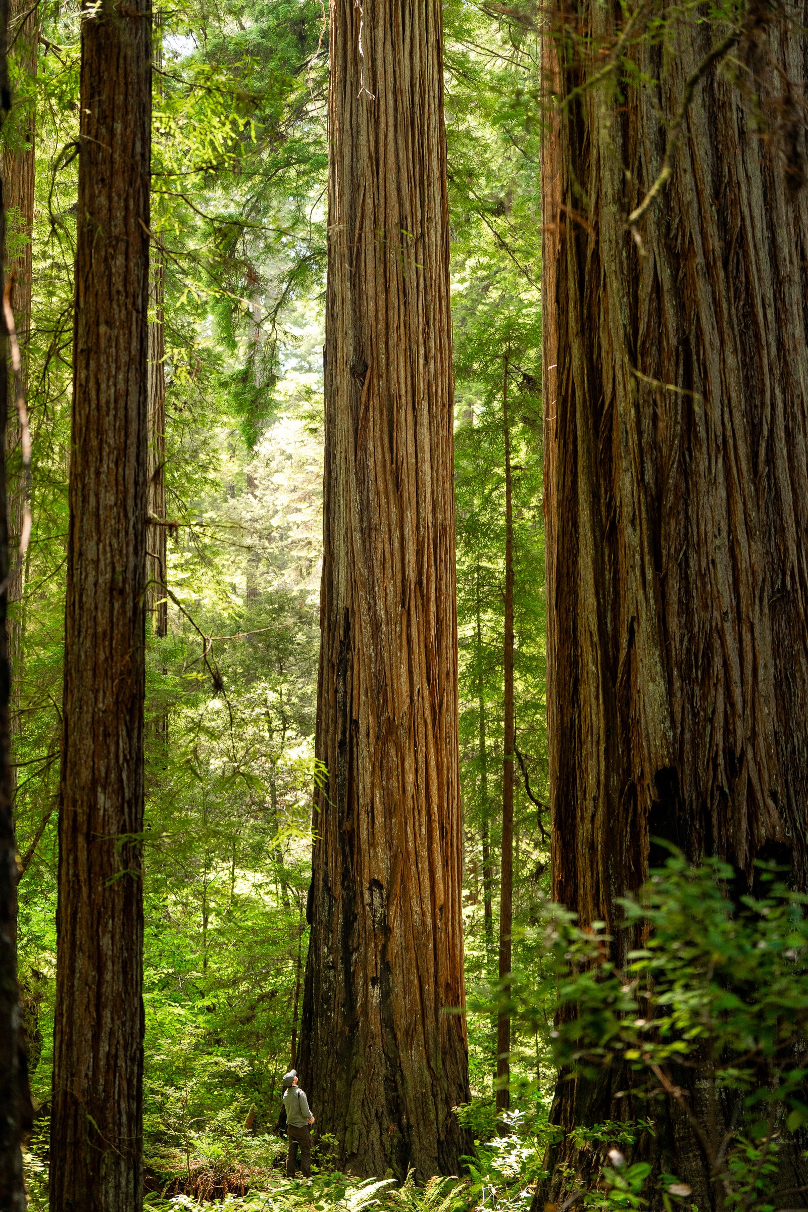 stout grove north coast california