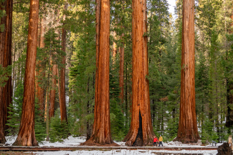 14 Facts About Sequoia National Park